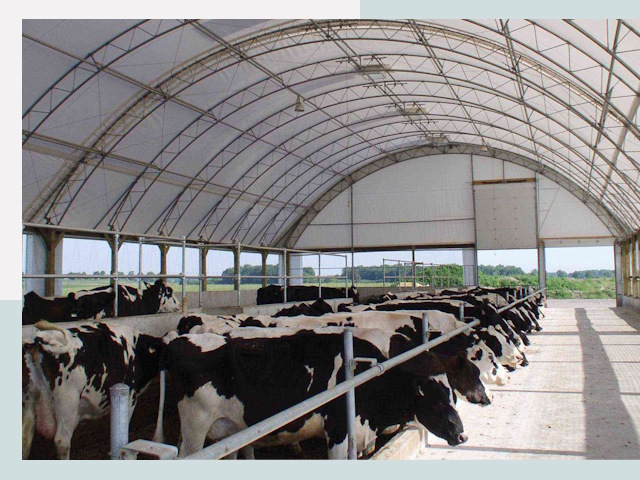Тентовые коровники в Вязьме